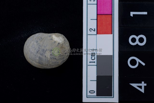 松山層淡水貝-高腰蜑螺