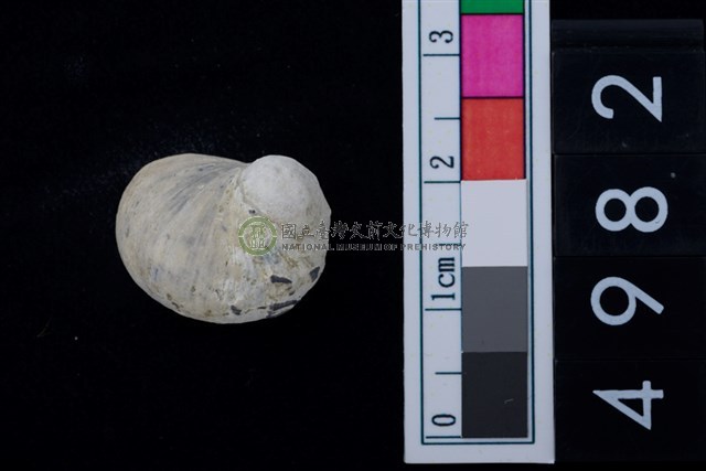 松山層淡水貝-高腰蜑螺