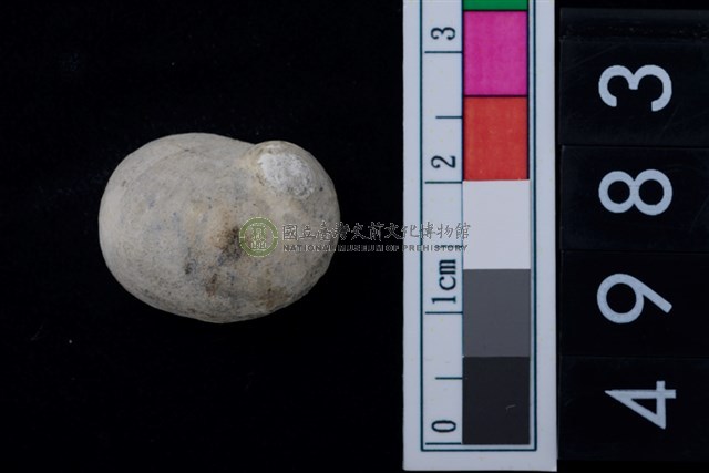 松山層淡水貝-高腰蜑螺