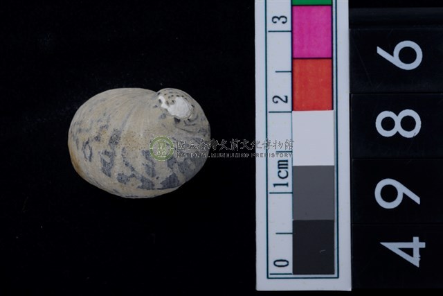 淡水貝-高腰蜑螺