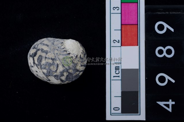 淡水貝-高腰蜑螺