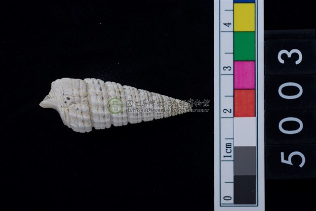 松山層海貝-鐵尖海蜷