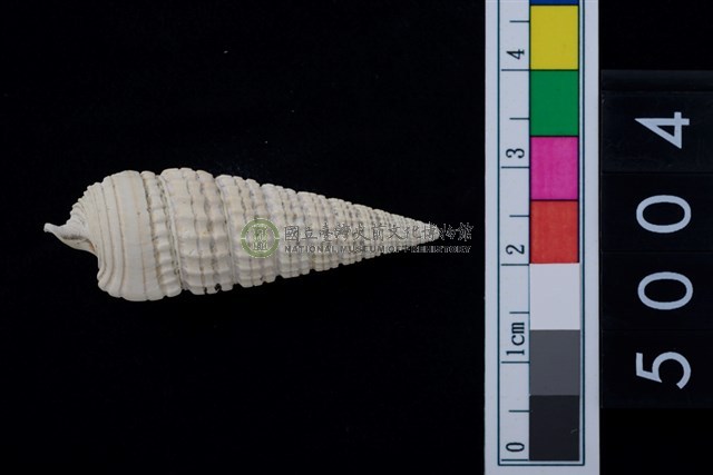 松山層海貝-鐵尖海蜷