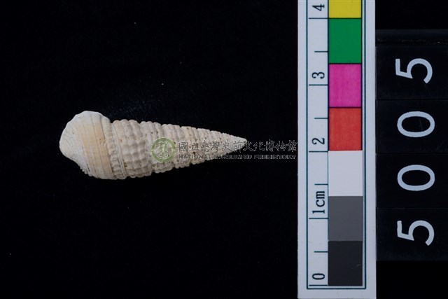 松山層海貝-鐵尖海蜷