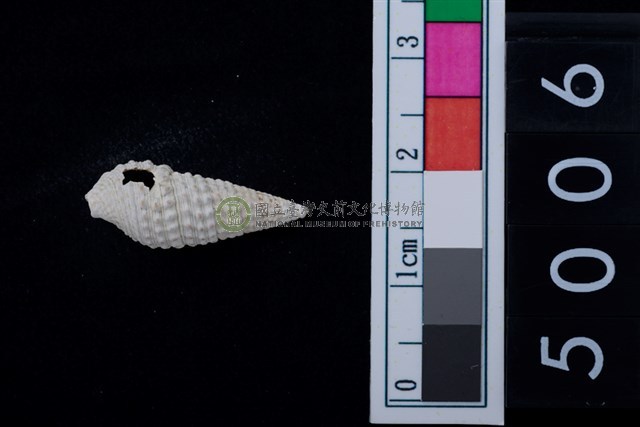 松山層海貝-鐵尖海蜷