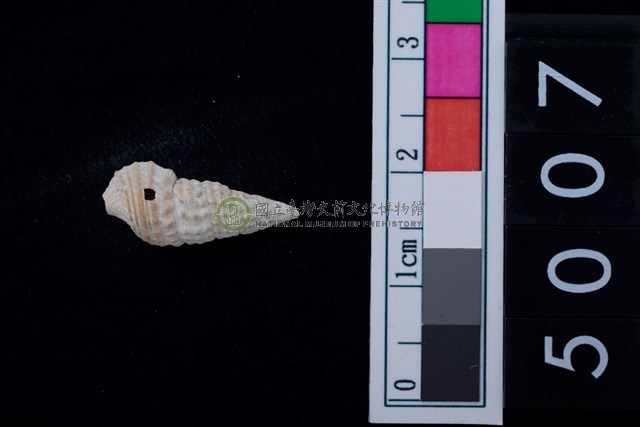 松山層海貝-鐵尖海蜷