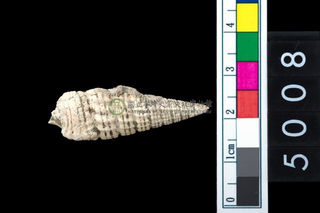 松山層海貝-鐵尖海蜷