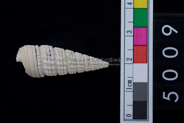 松山層海貝-鐵尖海蜷