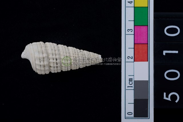 松山層海貝-鐵尖海蜷