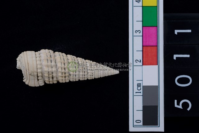 松山層海貝-鐵尖海蜷