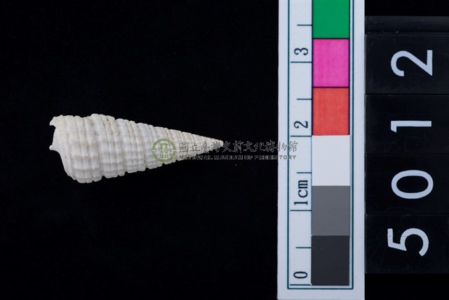 松山層海貝-鐵尖海蜷