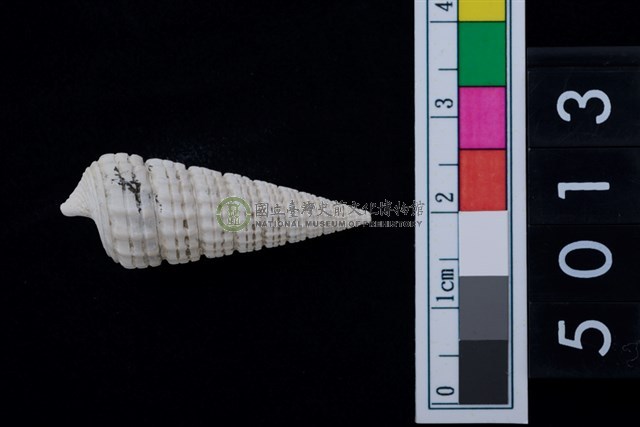 松山層海貝-鐵尖海蜷