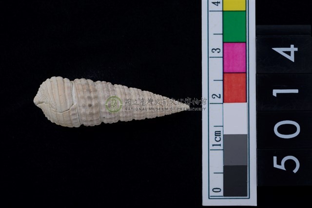 松山層海貝-鐵尖海蜷