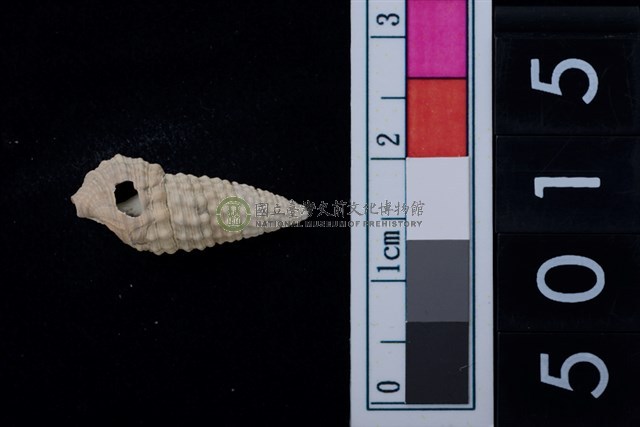 松山層海貝-鐵尖海蜷