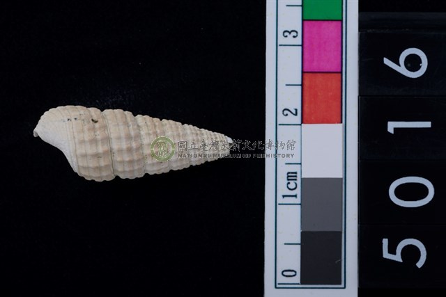 松山層海貝-鐵尖海蜷