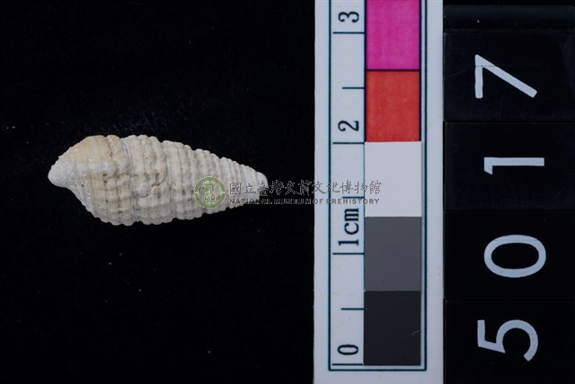 松山層海貝-鐵尖海蜷