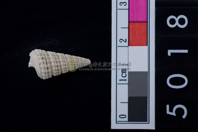 松山層海貝-鐵尖海蜷