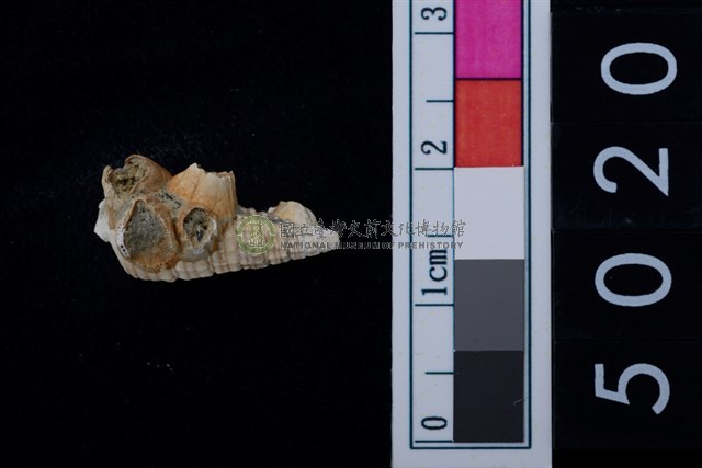 松山層海貝-鐵尖海蜷