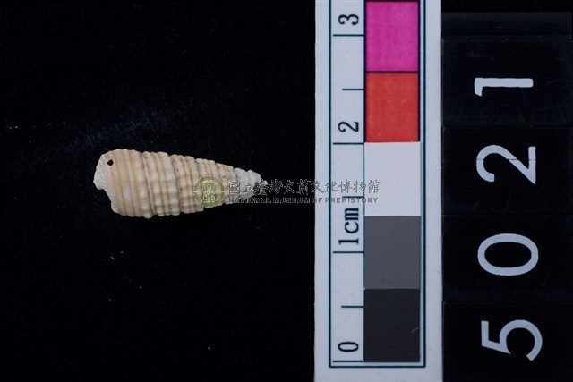 松山層海貝-鐵尖海蜷