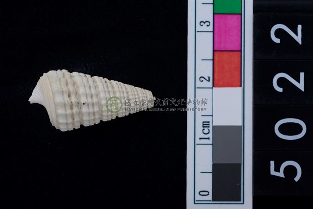 松山層海貝-鐵尖海蜷