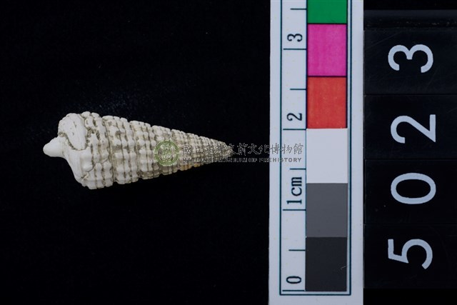 松山層海貝-鐵尖海蜷