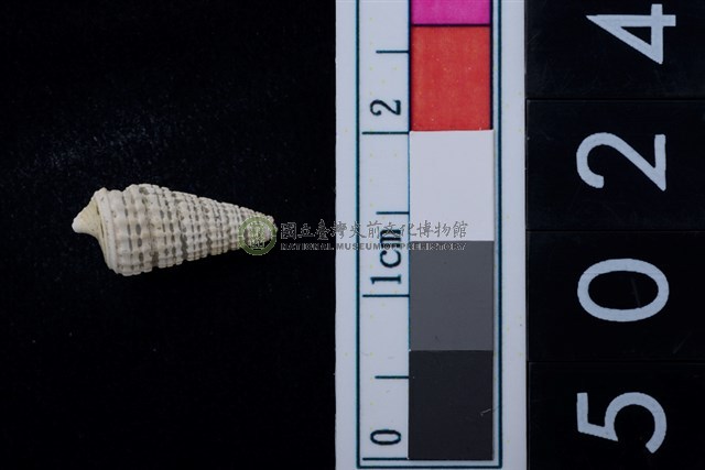 松山層海貝-鐵尖海蜷