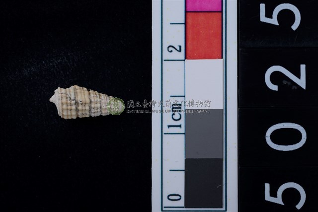 松山層海貝-鐵尖海蜷