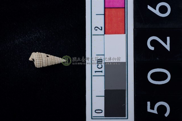 松山層海貝-鐵尖海蜷