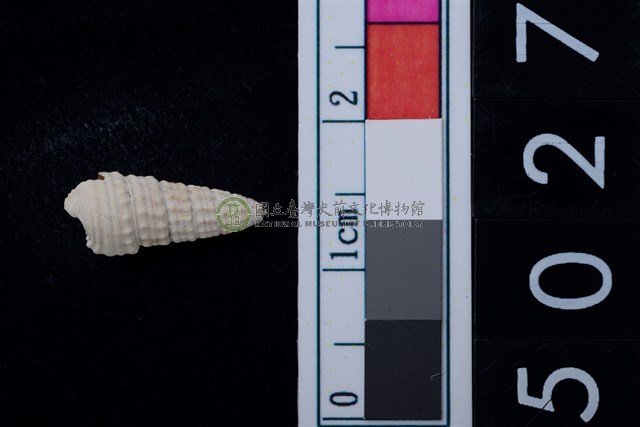 松山層海貝-鐵尖海蜷