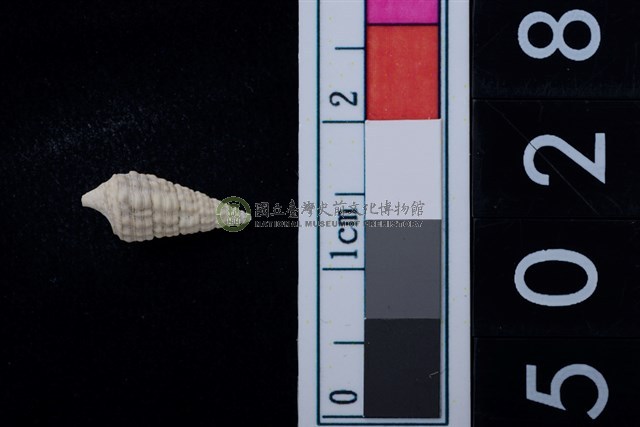 松山層海貝-鐵尖海蜷