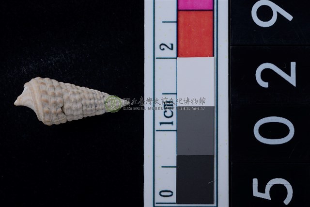 松山層海貝-鐵尖海蜷