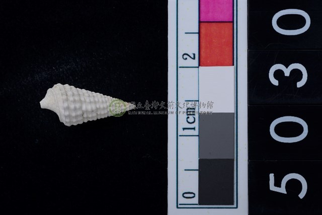 松山層海貝-鐵尖海蜷