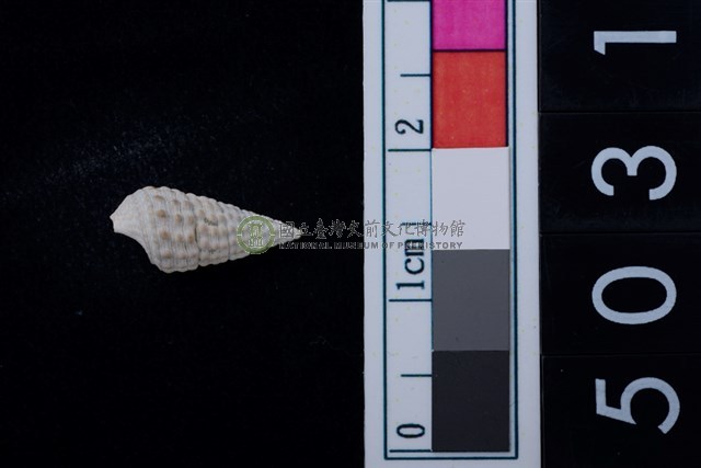 松山層海貝-鐵尖海蜷