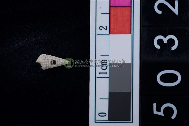 松山層海貝-鐵尖海蜷