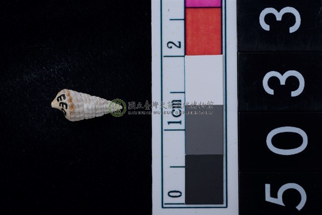 松山層海貝-鐵尖海蜷