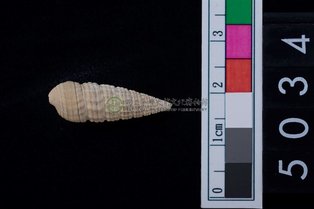 松山層海貝-鐵尖海蜷