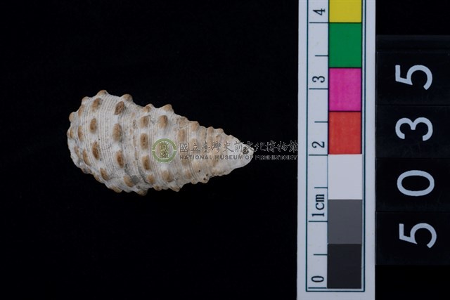 松山層海貝-白葚蟹守螺