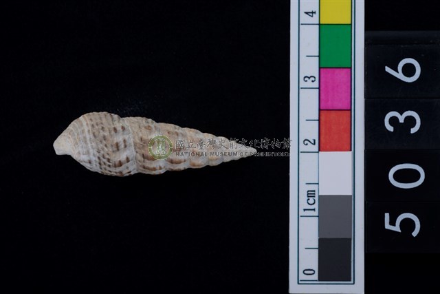 松山層海貝-燒酒海蜷