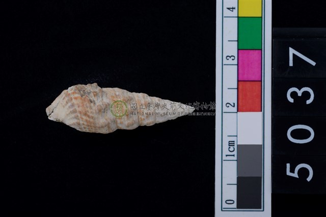 松山層海貝-燒酒海蜷