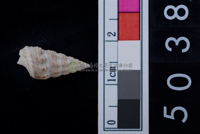 松山層海貝-燒酒海蜷