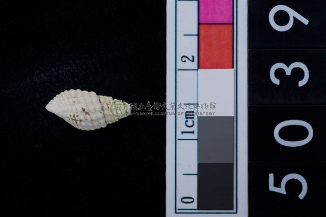 松山層海貝-螺紋