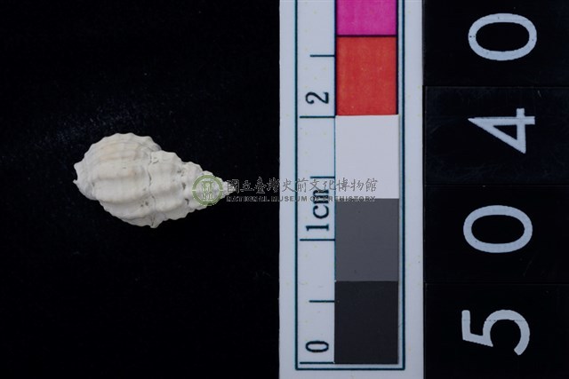 松山層海貝-螺紋