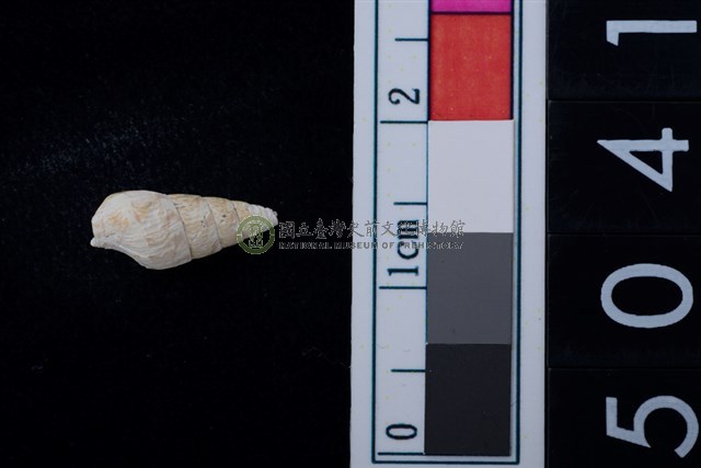 松山層海貝-稚螺