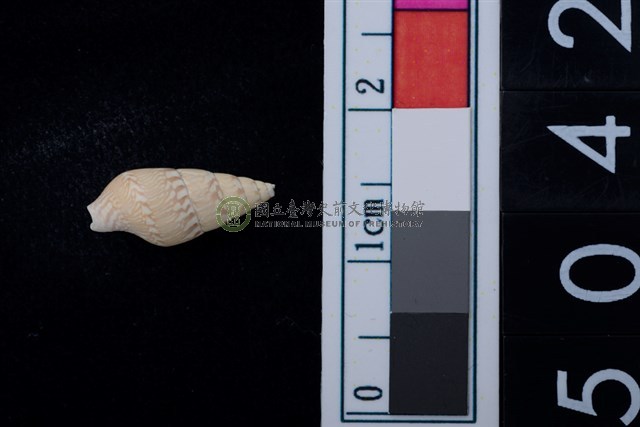 松山層海貝-稚螺