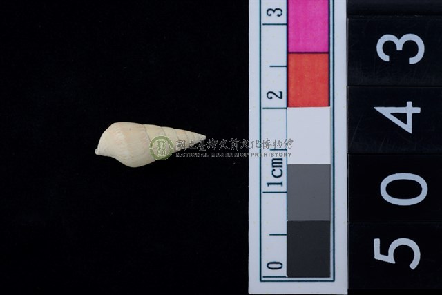 松山層海貝-稚螺