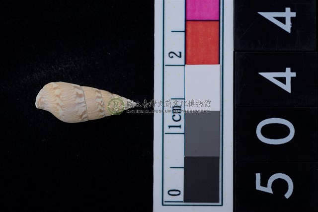 松山層海貝-稚螺