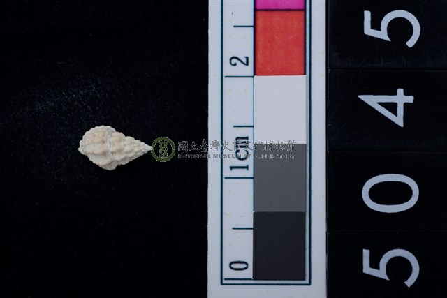 松山層海貝-螺紋