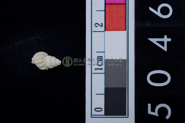 松山層海貝-螺紋