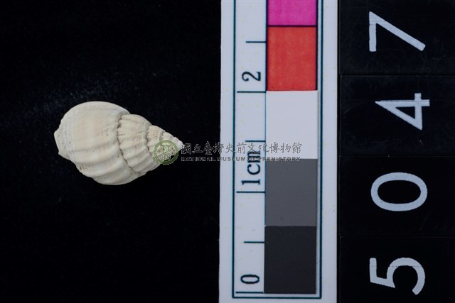 松山層海貝-螺紋