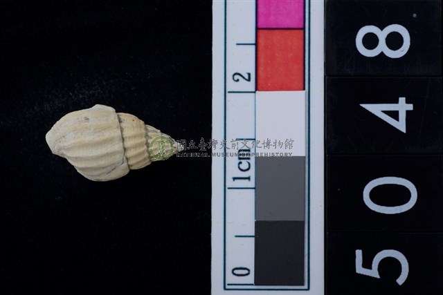 松山層海貝-螺紋